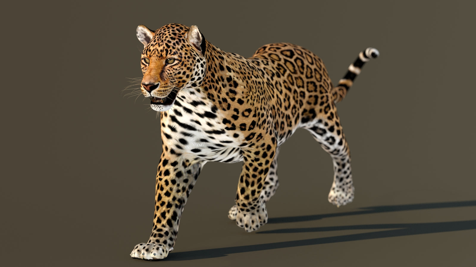 Leopard 3D Model Animated 360° view 2 frame 4