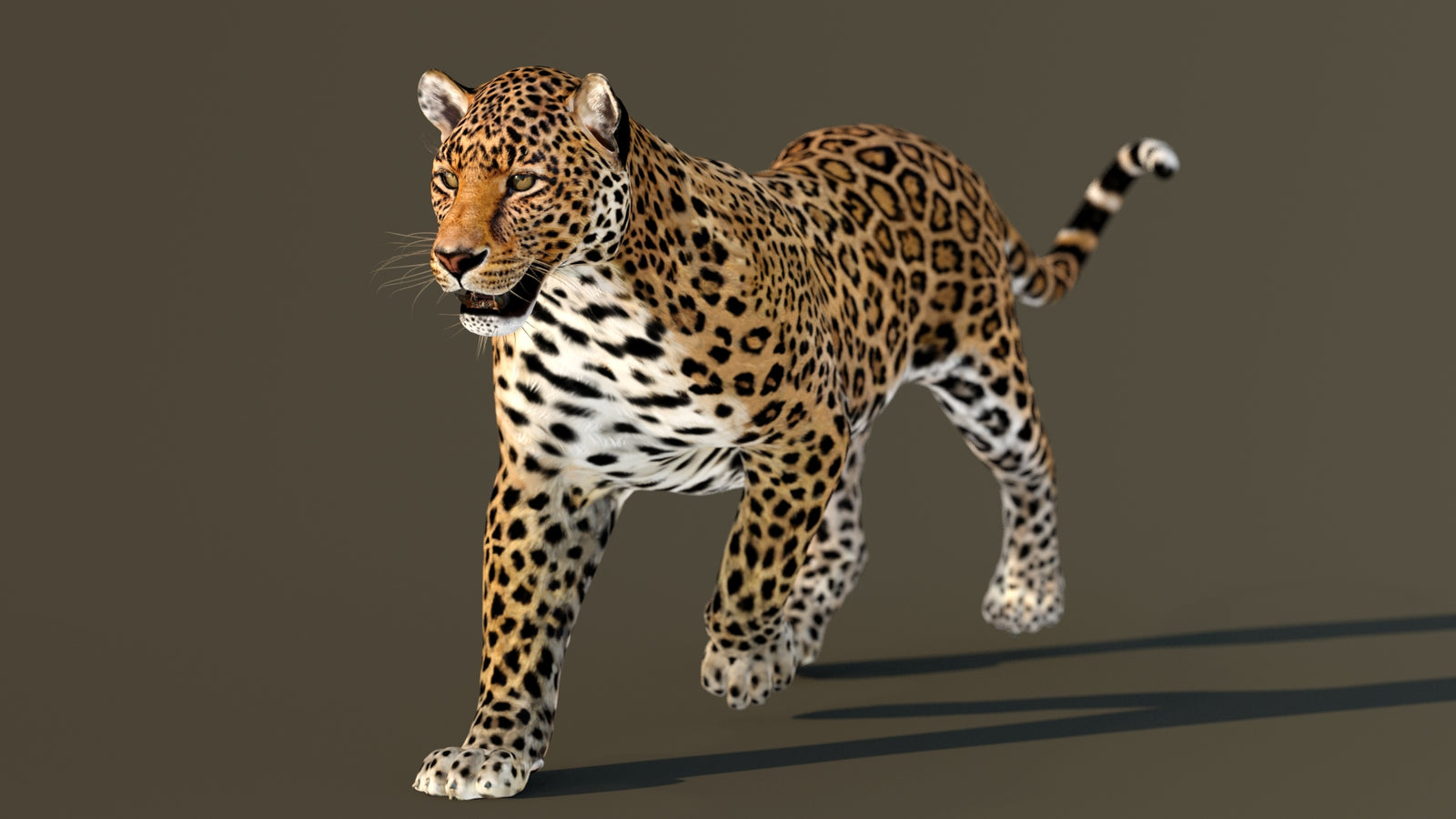 Leopard 3D Model Animated 360° view 2 frame 6
