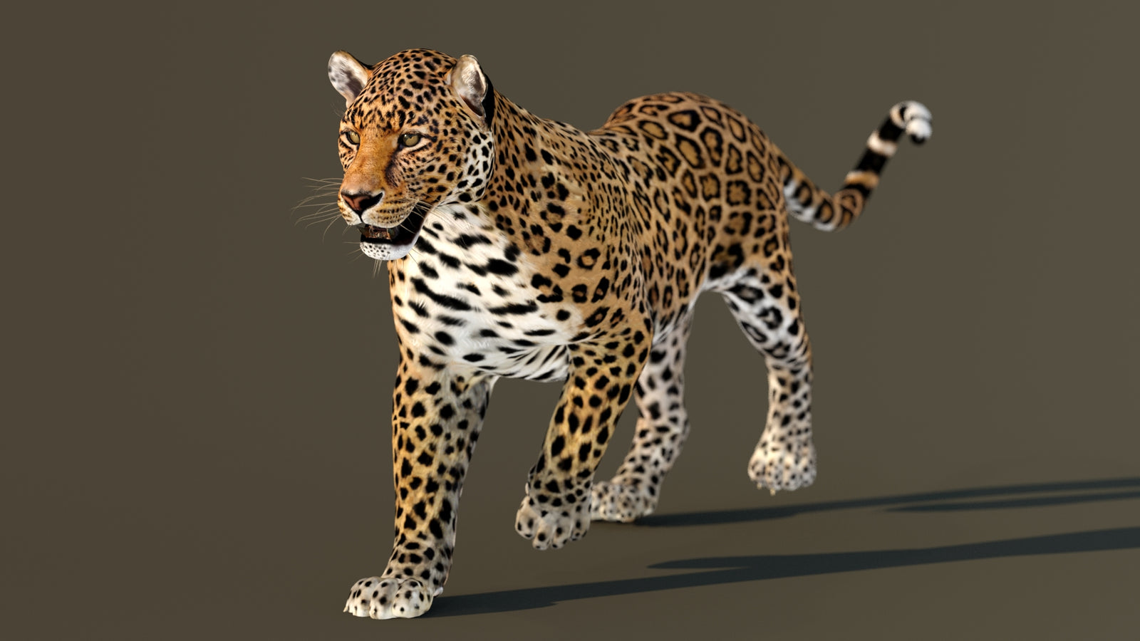Leopard 3D Model Animated 360° view 2 frame 8