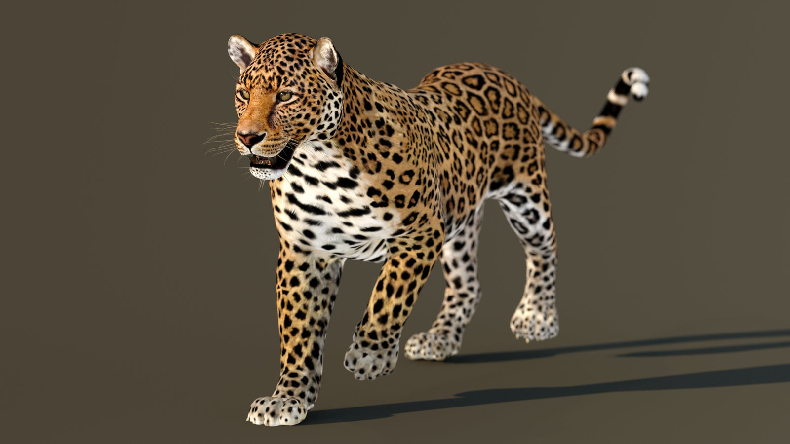 Leopard 3D Model Animated 360° view 2 frame 9