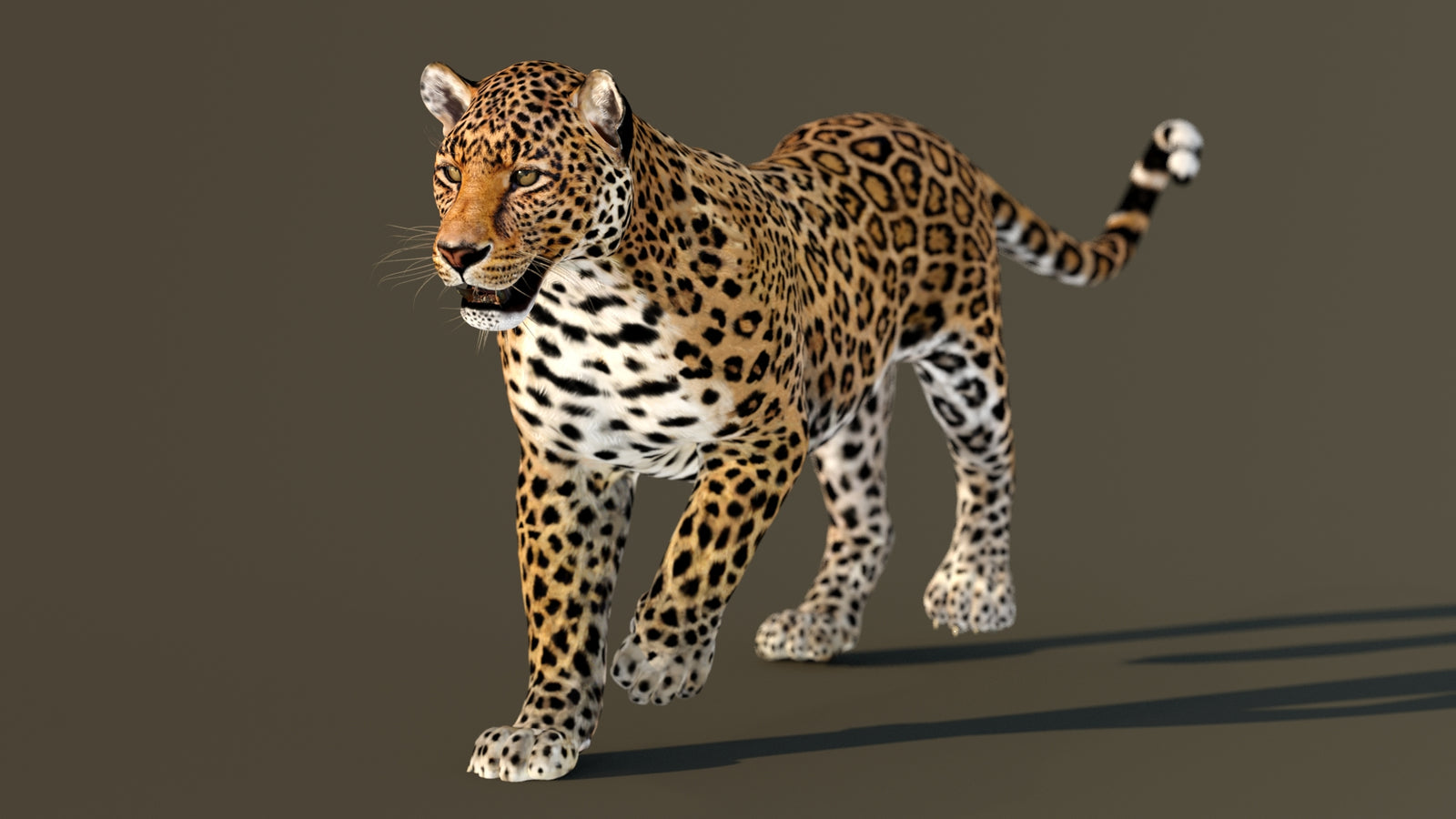 Leopard 3D Model Animated 360° view 2 frame 10