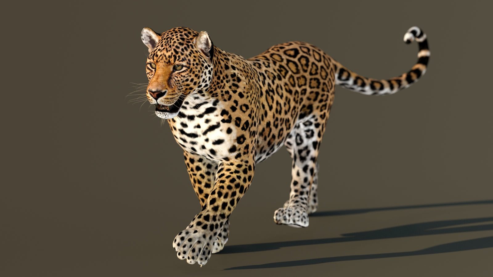 Leopard 3D Model Animated 360° view 2 frame 17