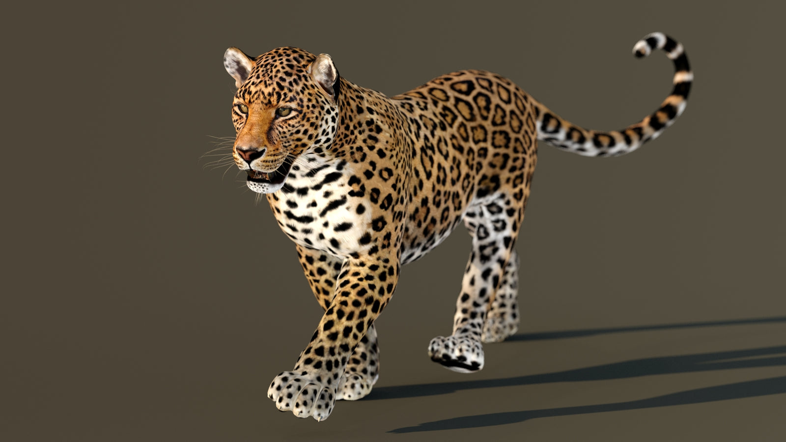 Leopard 3D Model Animated 360° view 2 frame 19