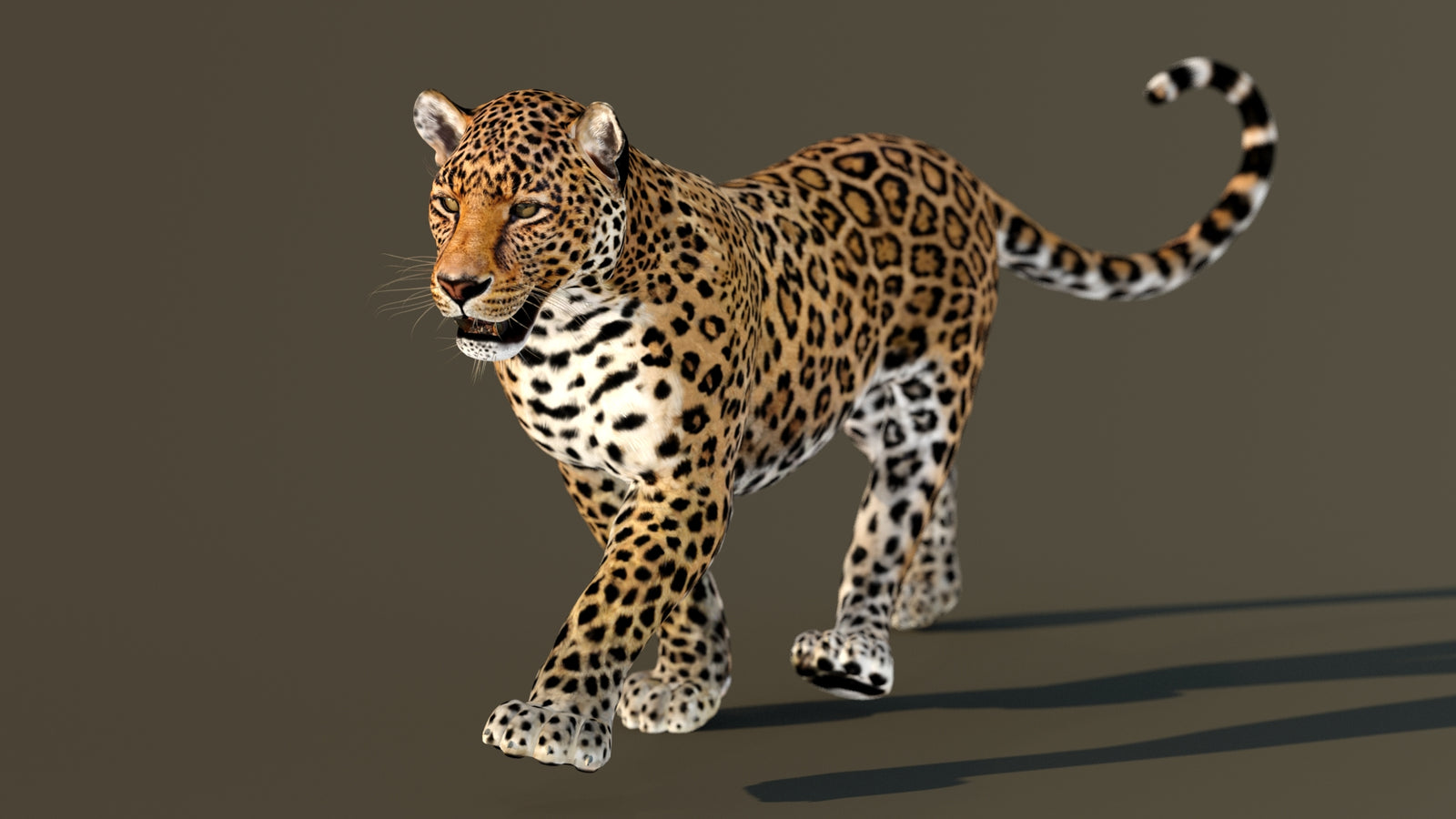 Leopard 3D Model Animated 360° view 2 frame 21
