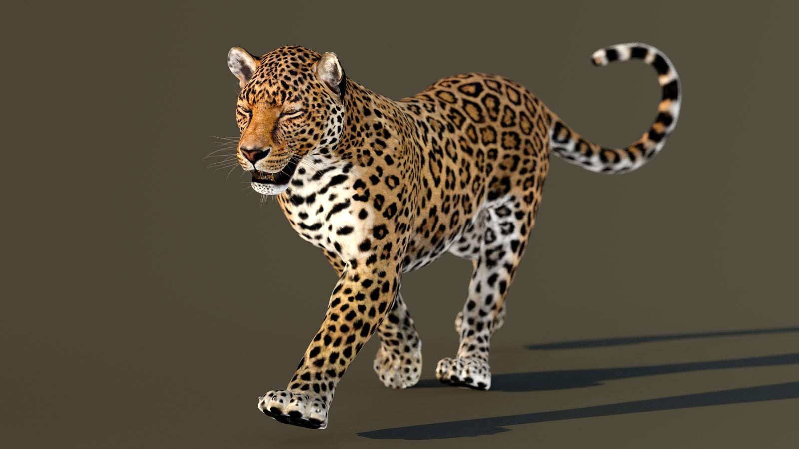 Leopard 3D Model Animated 360° view 2 frame 24