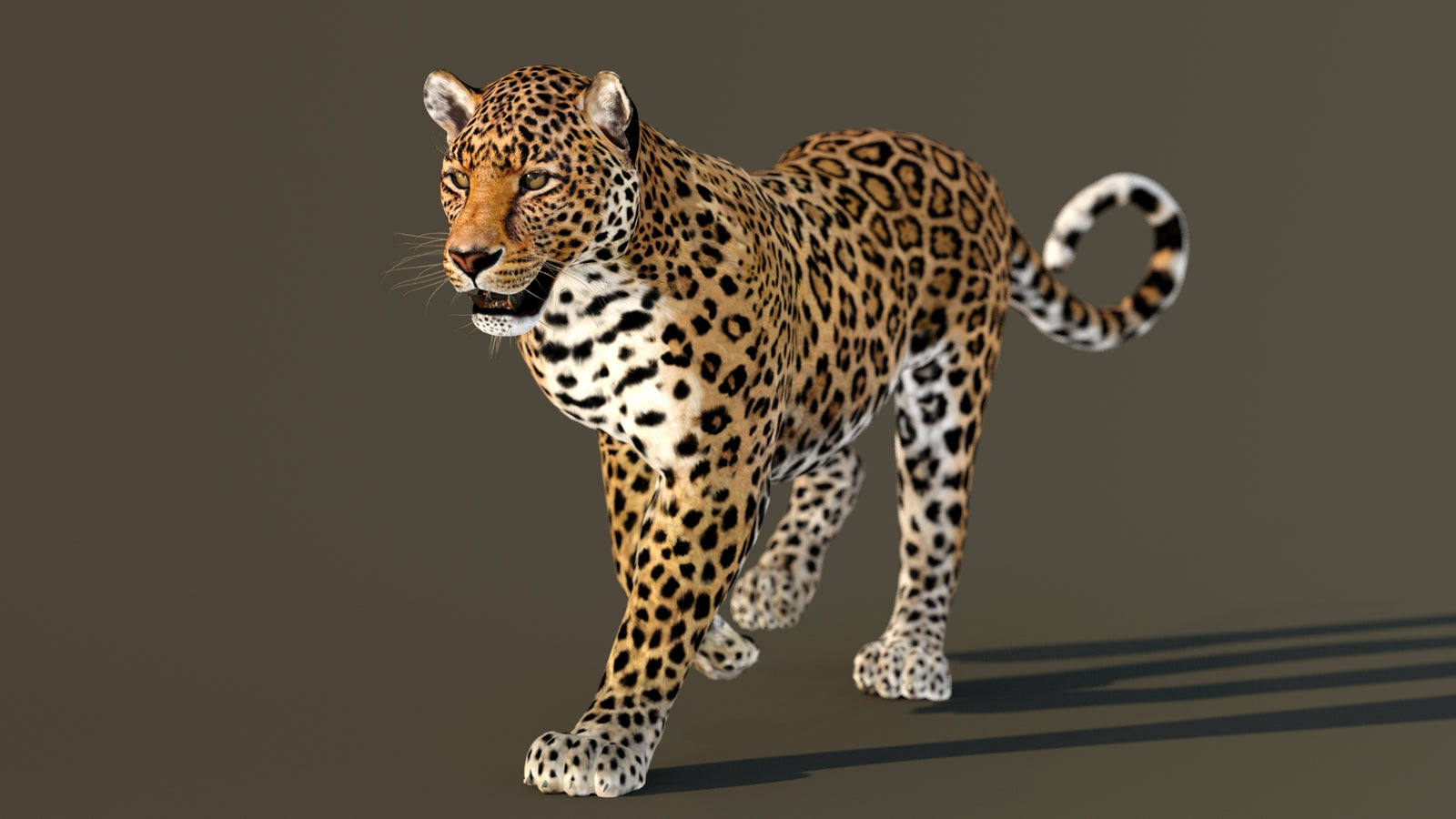 Leopard 3D Model Animated 360° view 2 frame 30