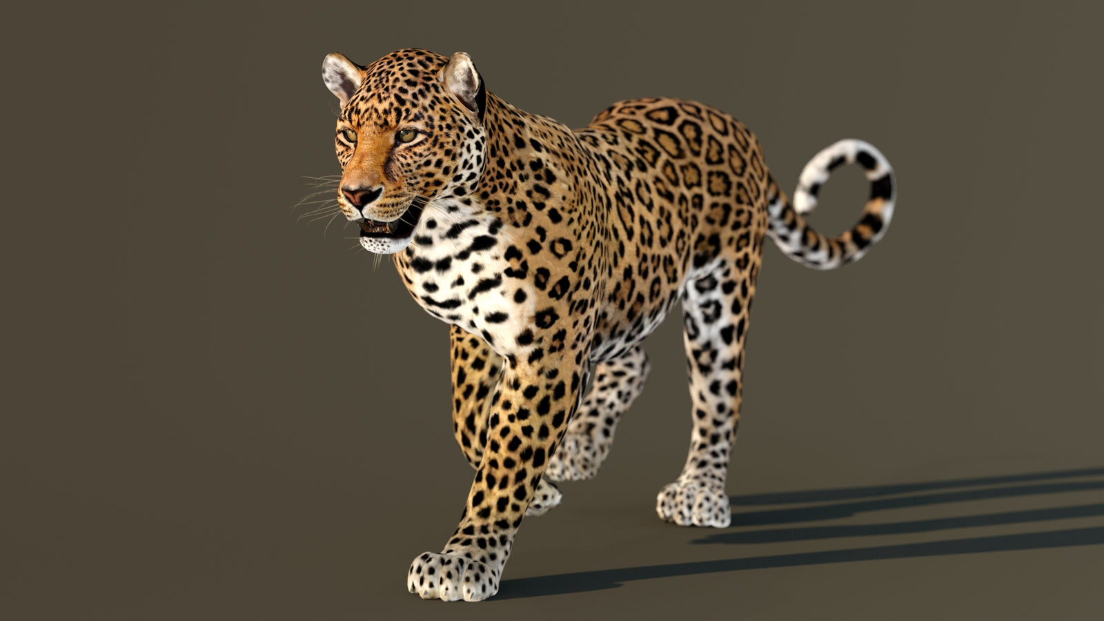 Leopard 3D Model Animated 360° view 2 frame 31