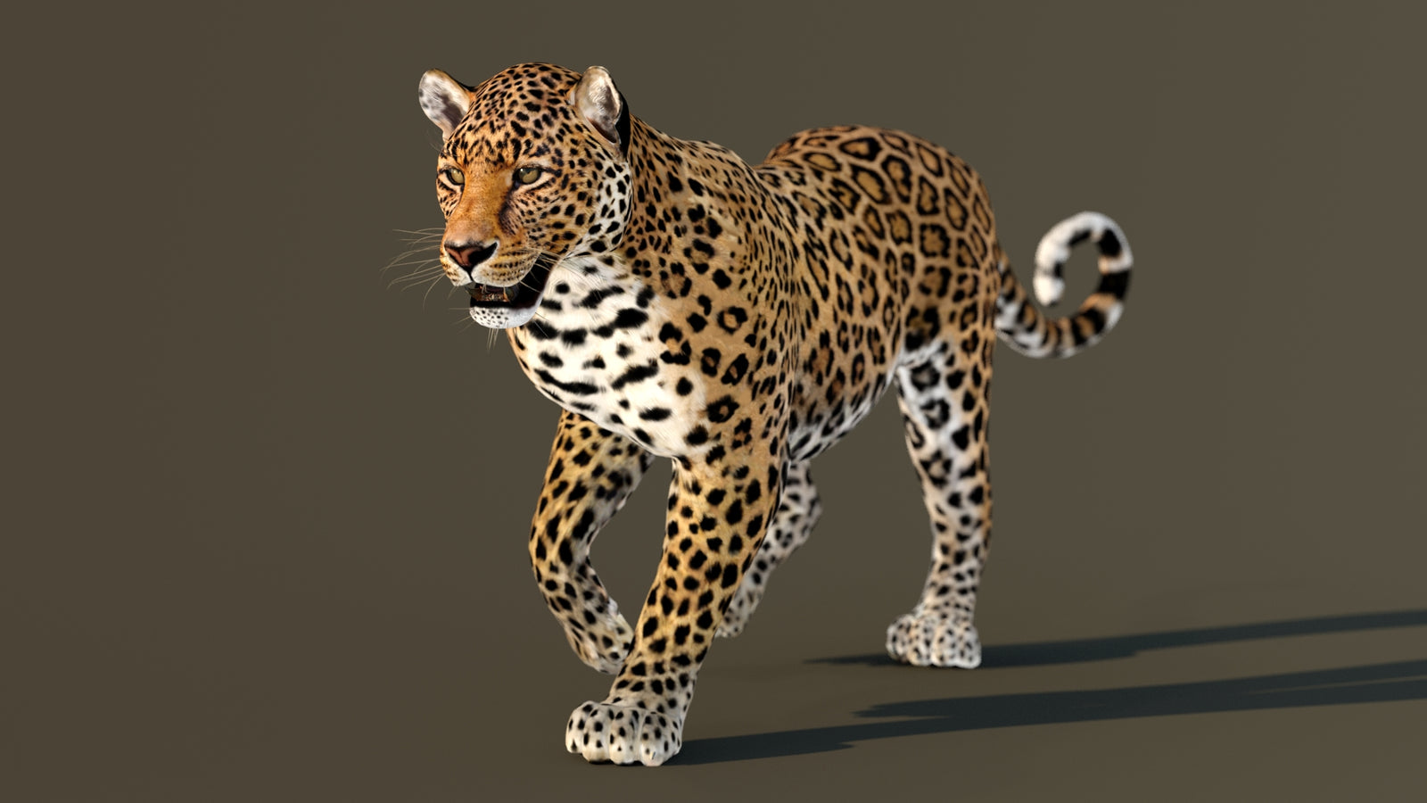 Leopard 3D Model Animated 360° view 2 frame 34