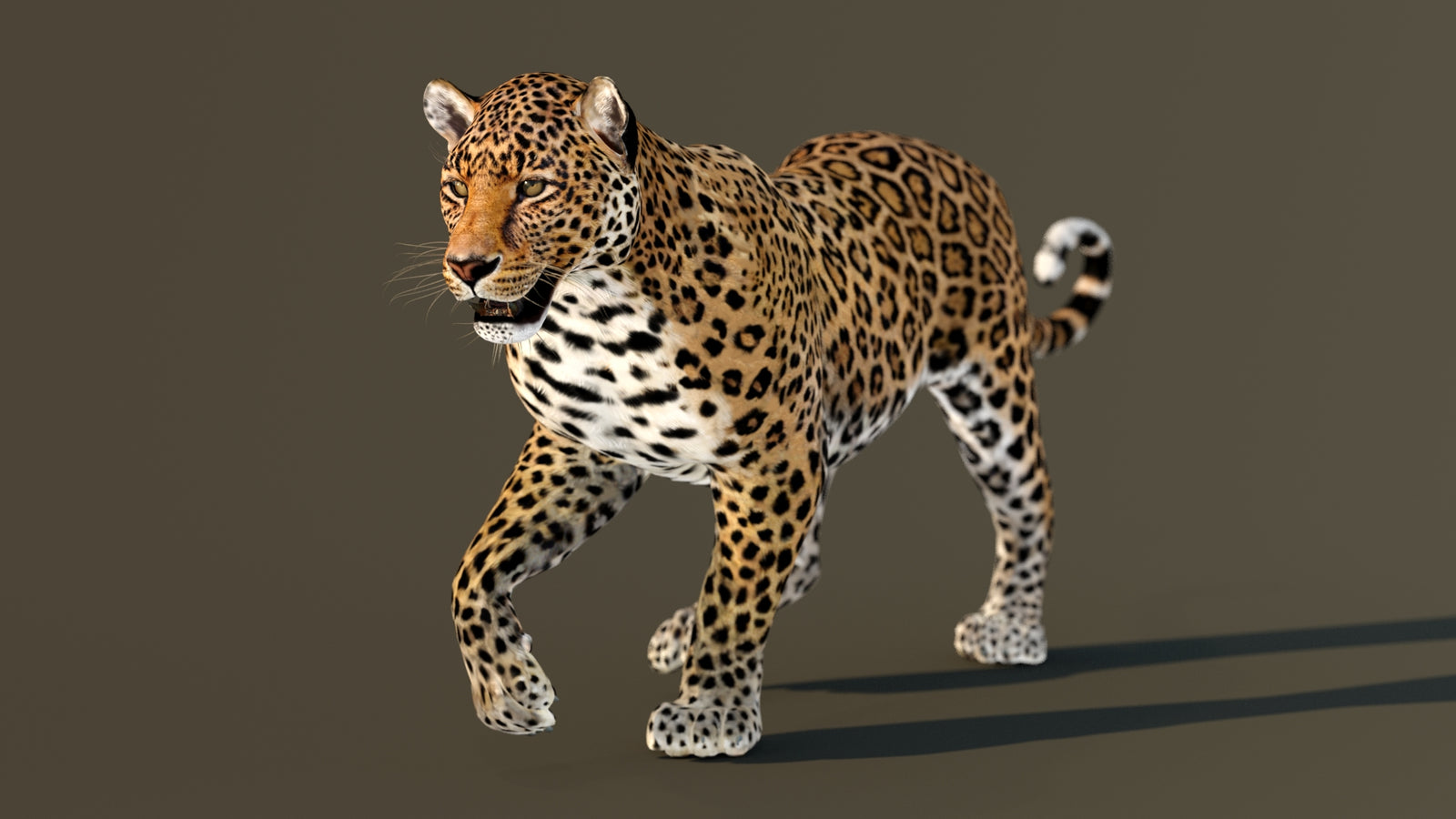 Leopard 3D Model Animated 360° view 2 frame 38