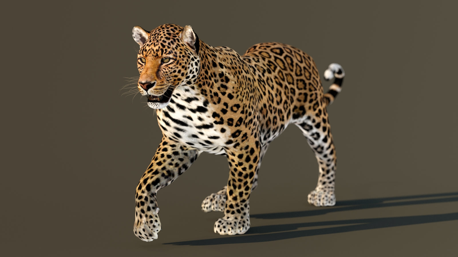 Leopard 3D Model Animated 360° view 2 frame 40