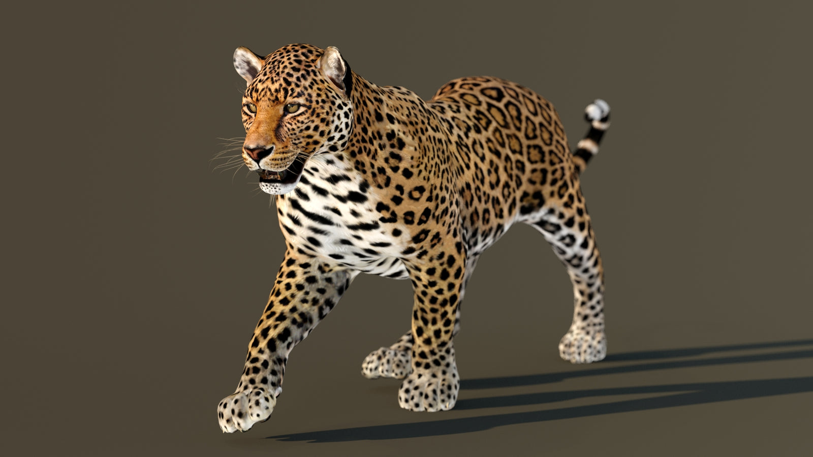 Leopard 3D Model Animated 360° view 2 frame 42
