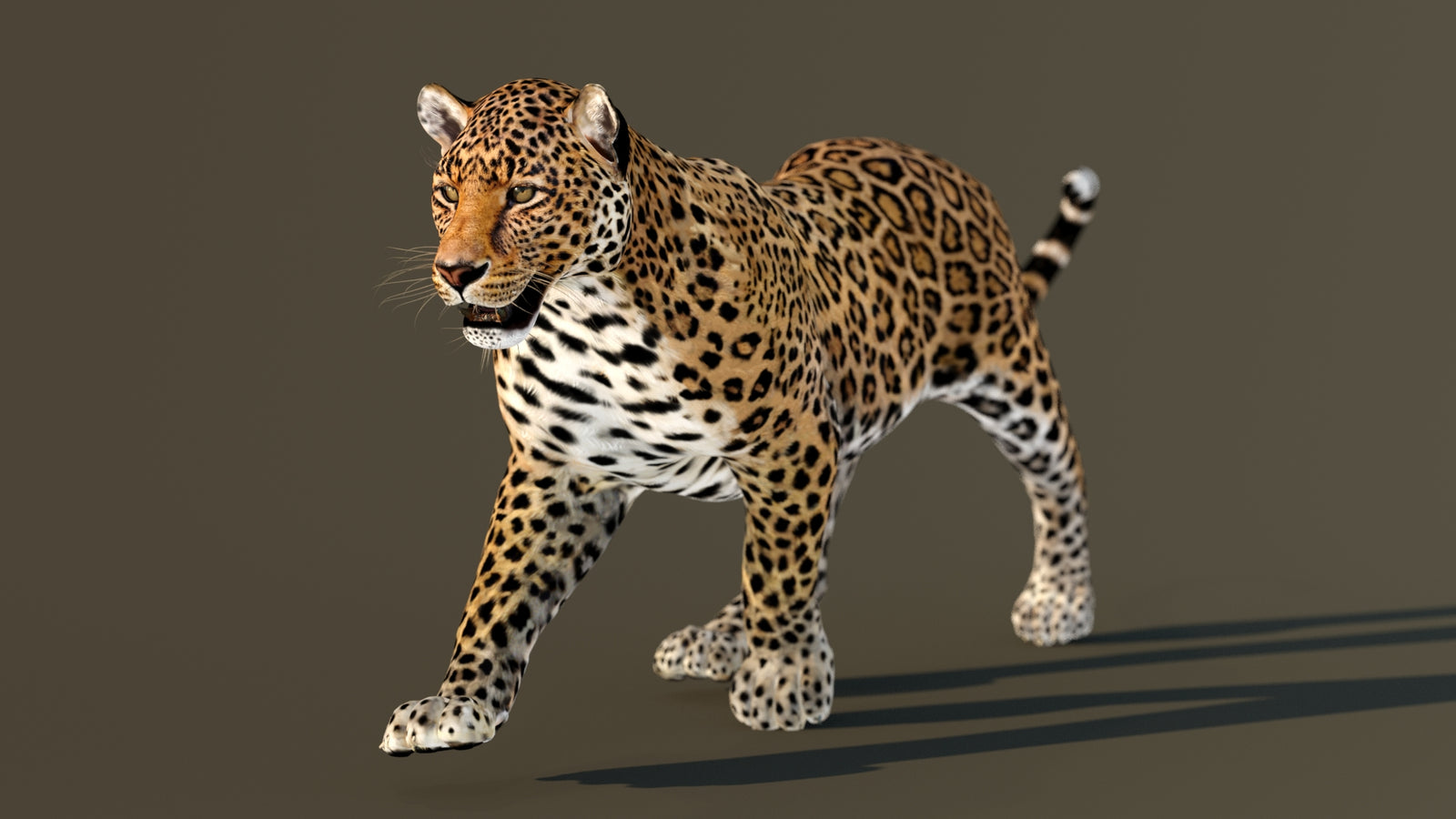 Leopard 3D Model Animated 360° view 2 frame 43