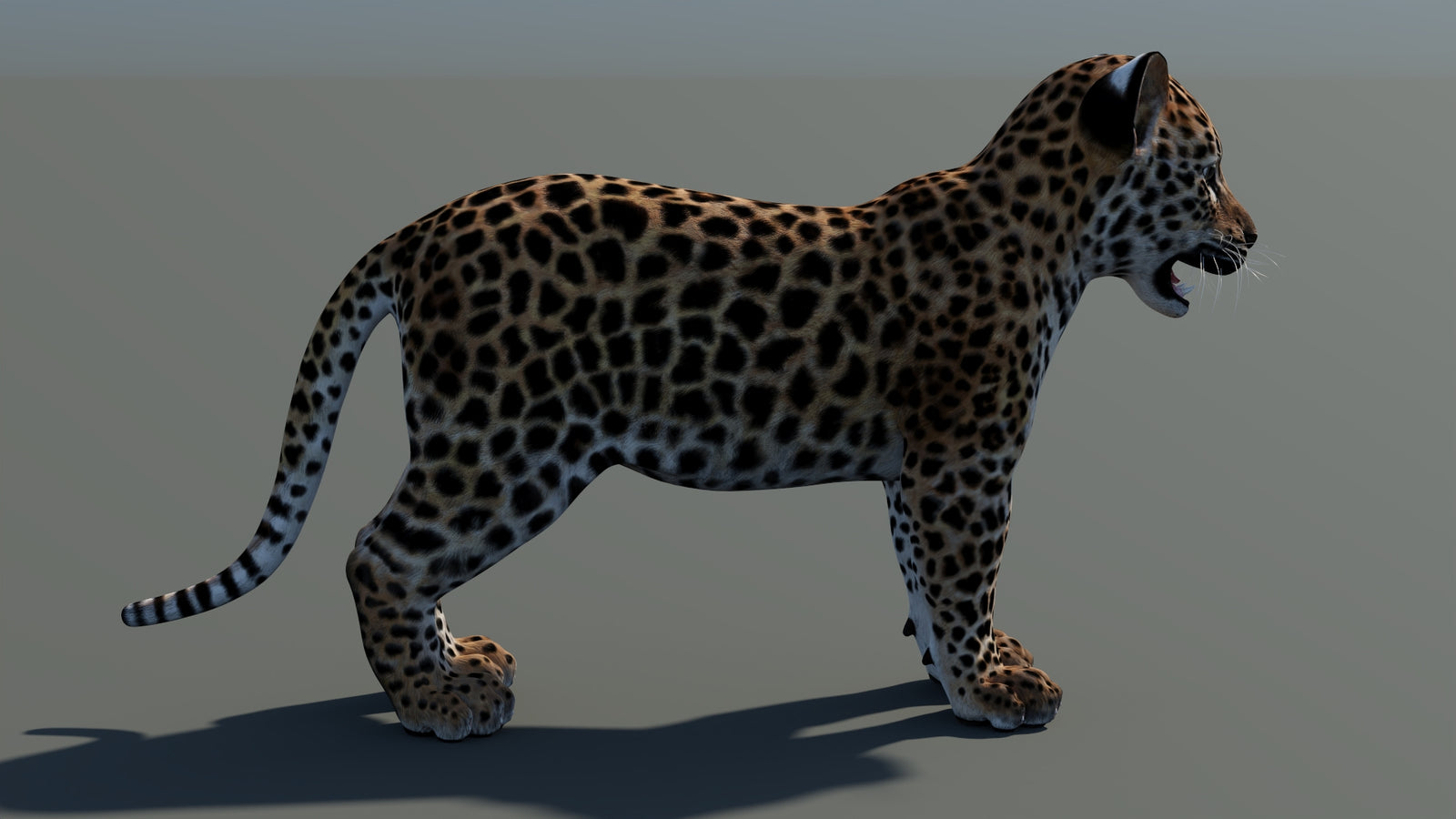 Rigged Leopard Cub 3D Model 360° view 2 frame 13