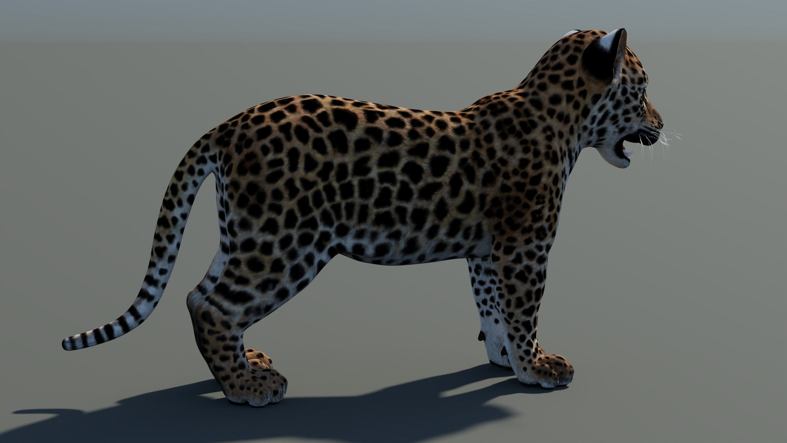 Rigged Leopard Cub 3D Model 360° view 2 frame 14