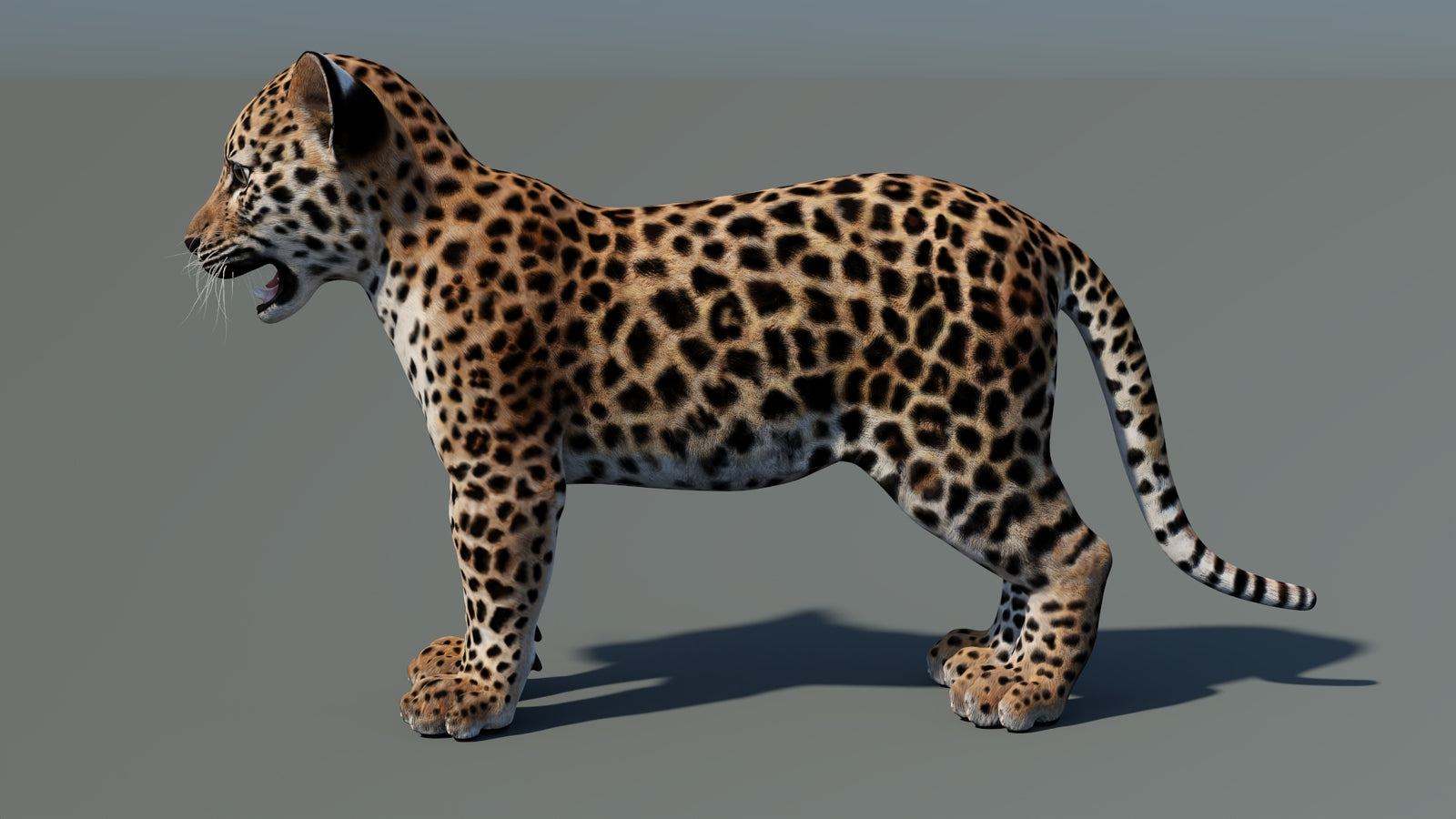 Rigged Leopard Cub 3D Model 360° view 2 frame 31