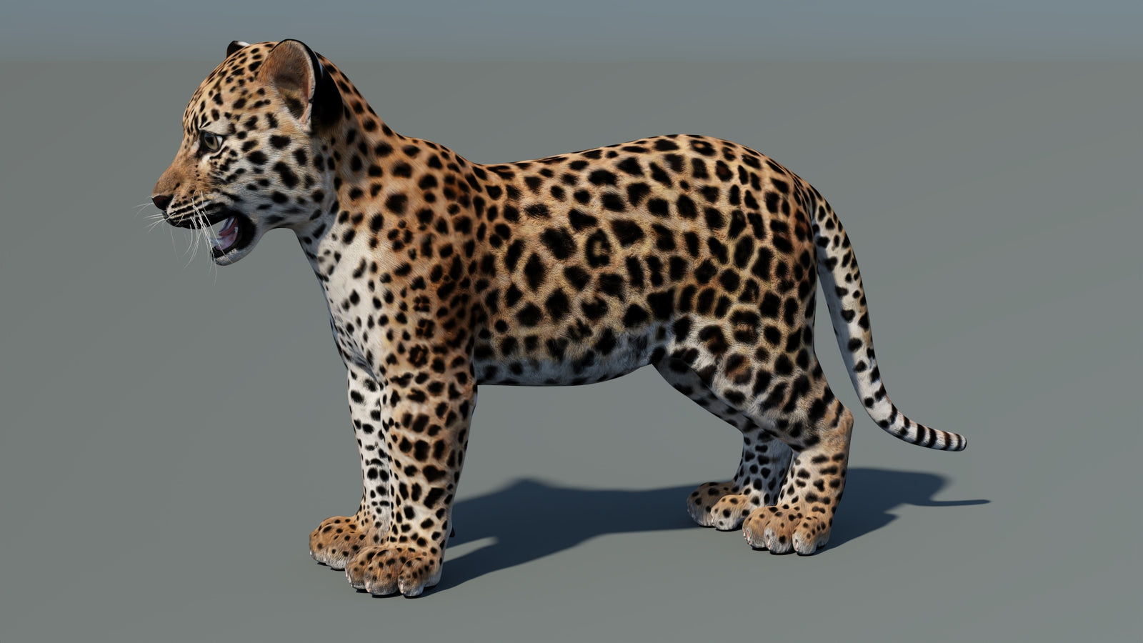 Rigged Leopard Cub 3D Model 360° view 2 frame 33