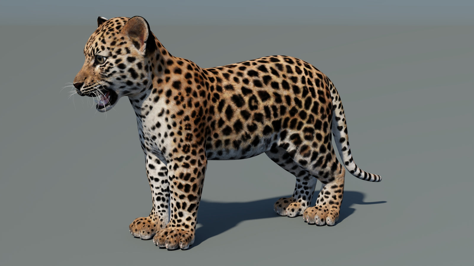 Rigged Leopard Cub 3D Model 360° view 2 frame 34