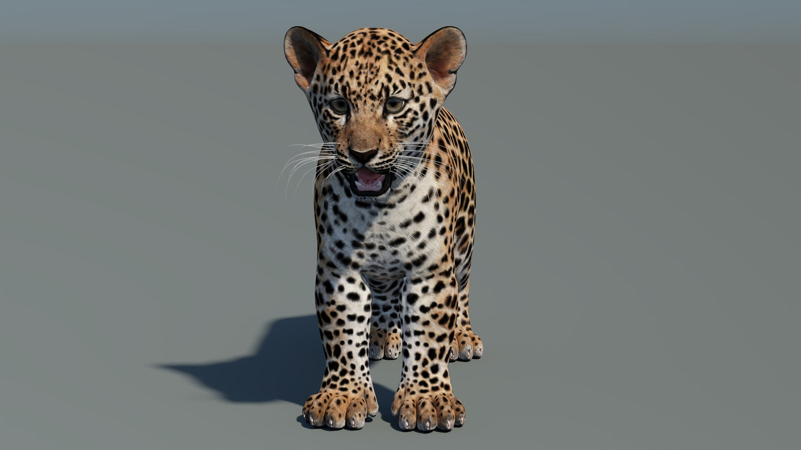 Animated Leopard Cub 3D Model 360° view 1 frame 3