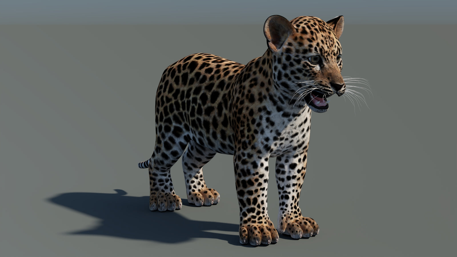 Animated Leopard Cub 3D Model 360° view 1 frame 7