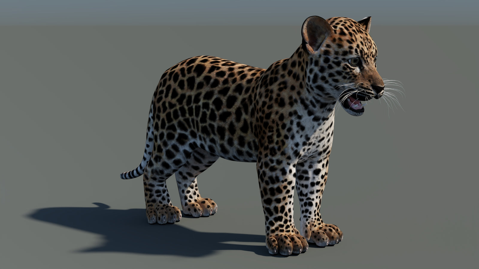 Animated Leopard Cub 3D Model 360° view 1 frame 8