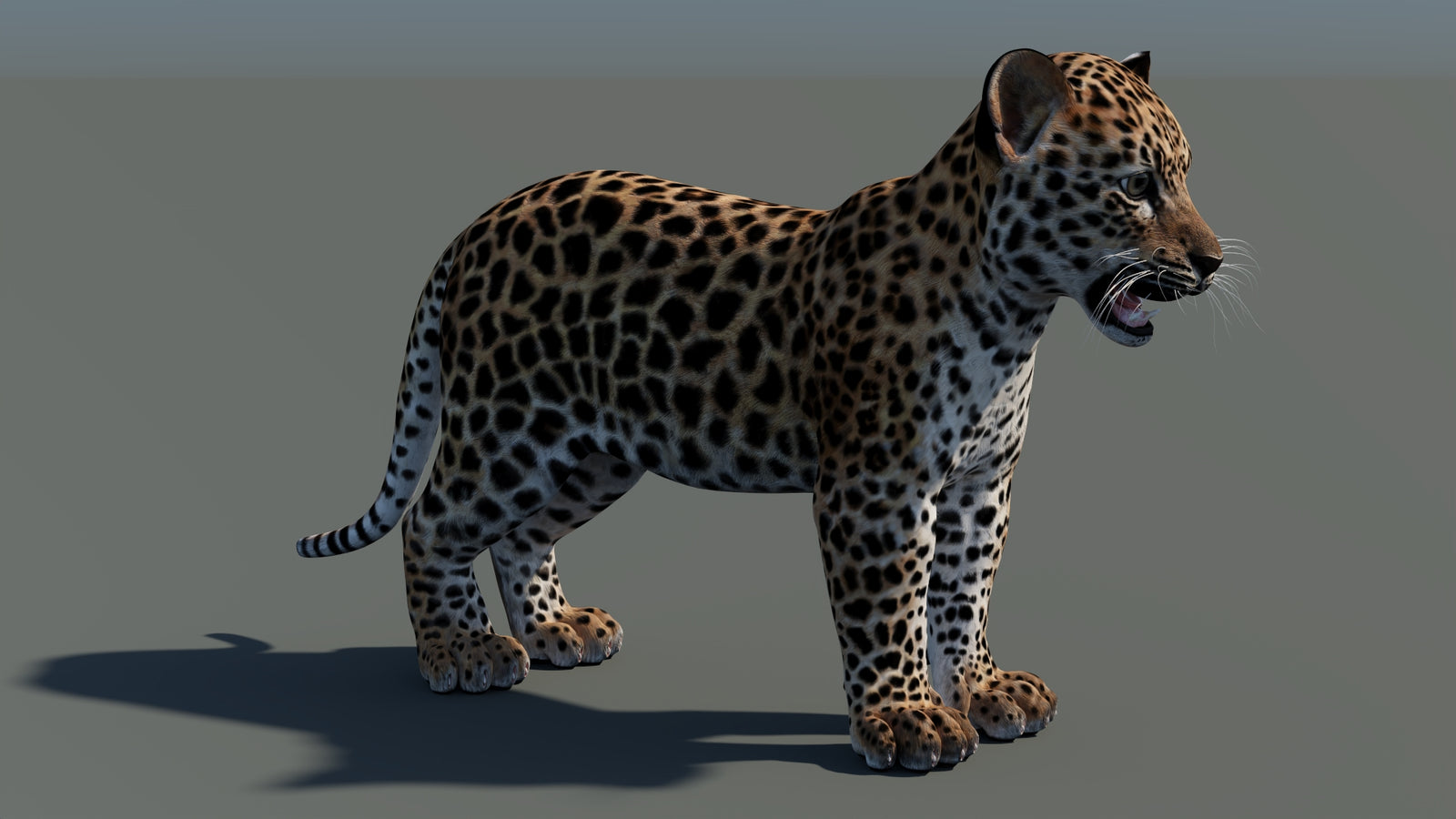 Leopard Cub 3D Model 360° view 1 frame 9