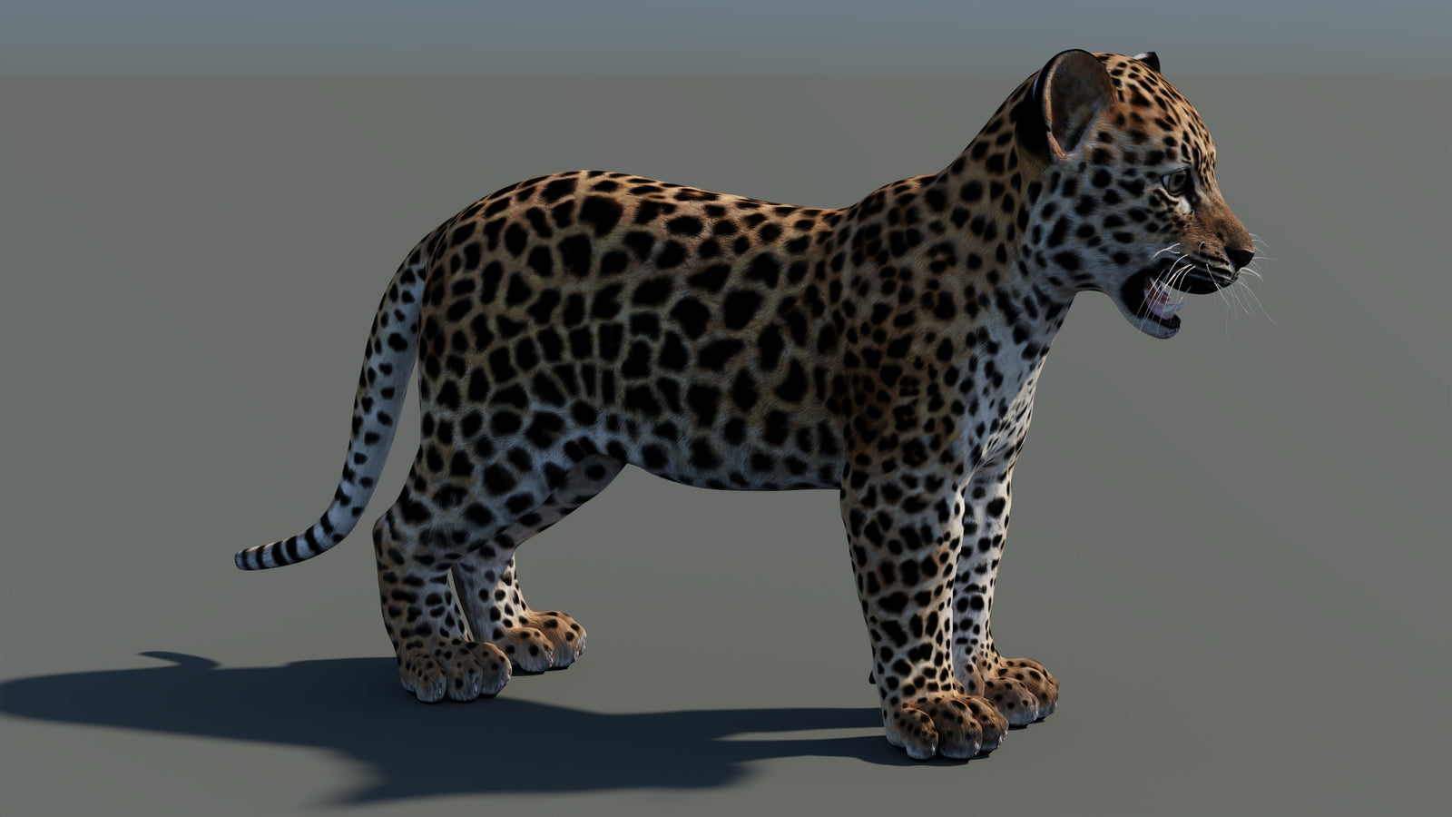 Animated Leopard Cub 3D Model 360° view 1 frame 10