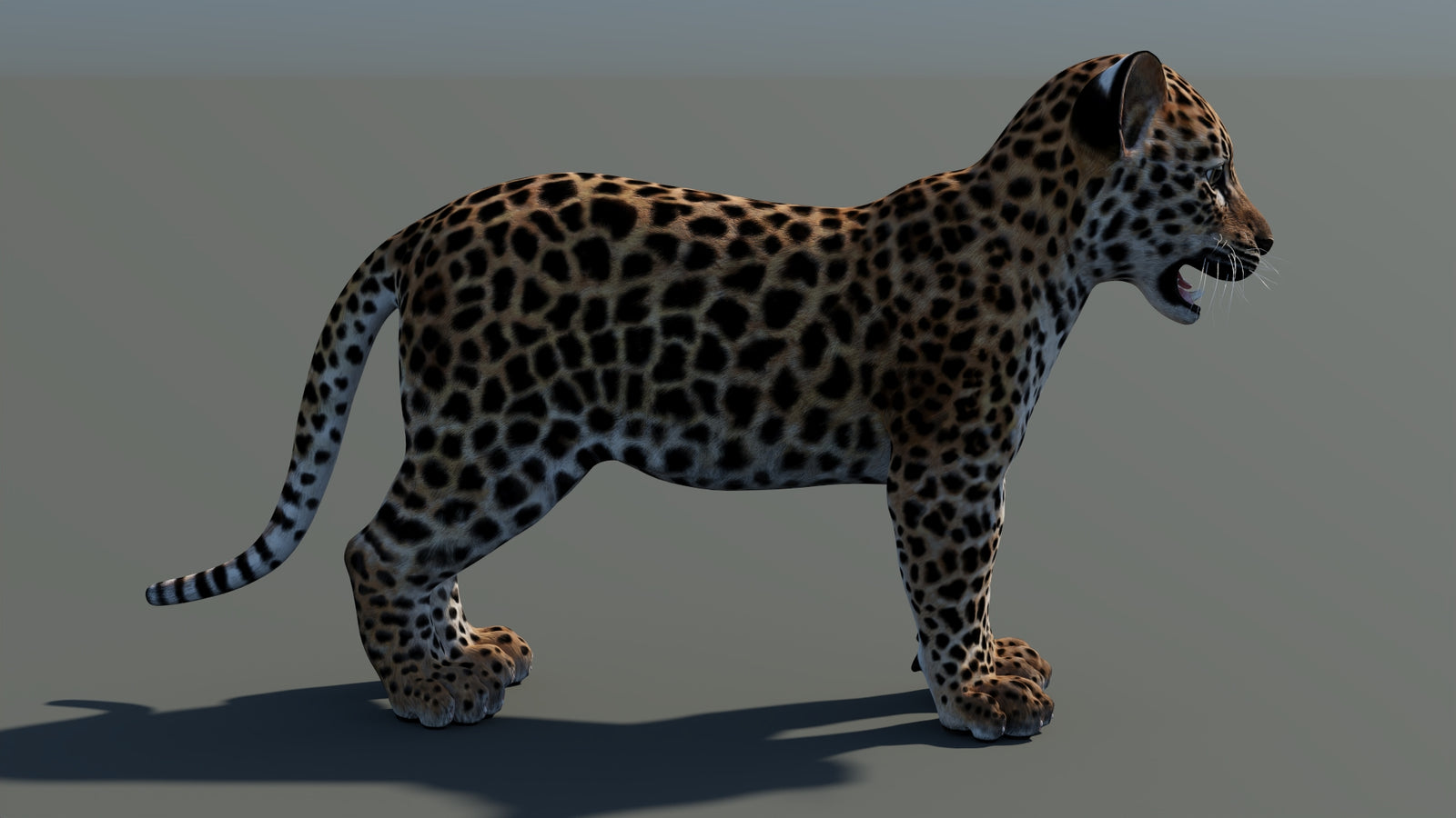 Animated Leopard Cub 3D Model 360° view 1 frame 12