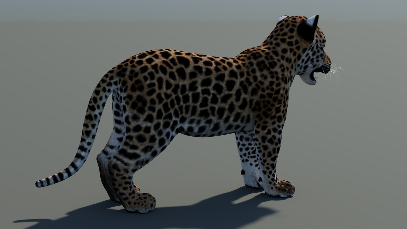 Leopard Cub 3D Model 360° view 1 frame 15
