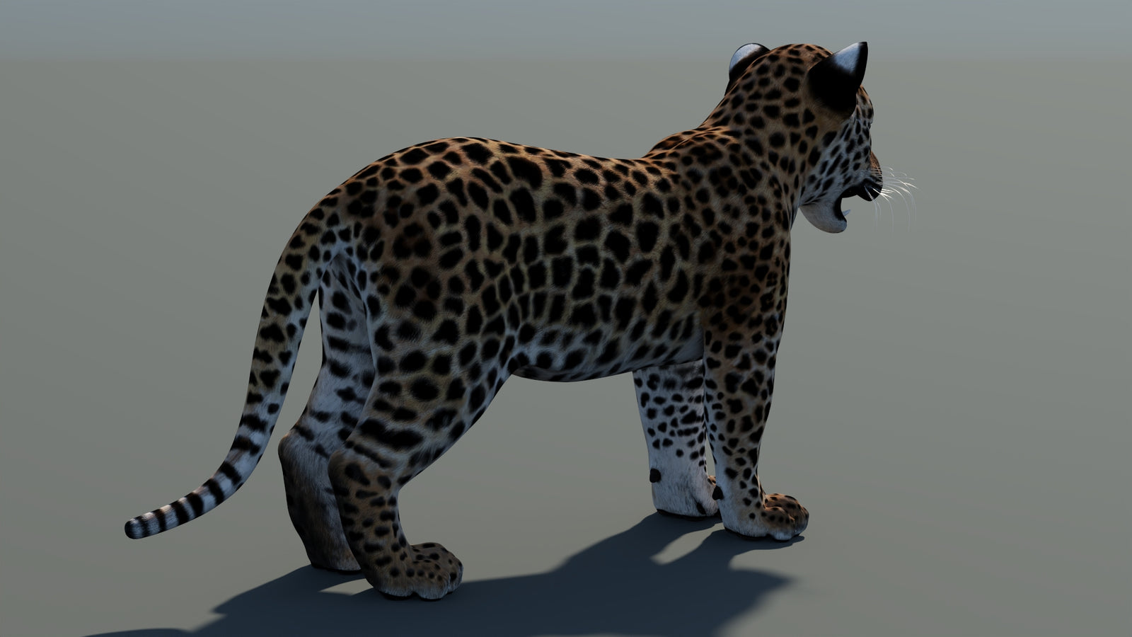 Animated Leopard Cub 3D Model 360° view 1 frame 16