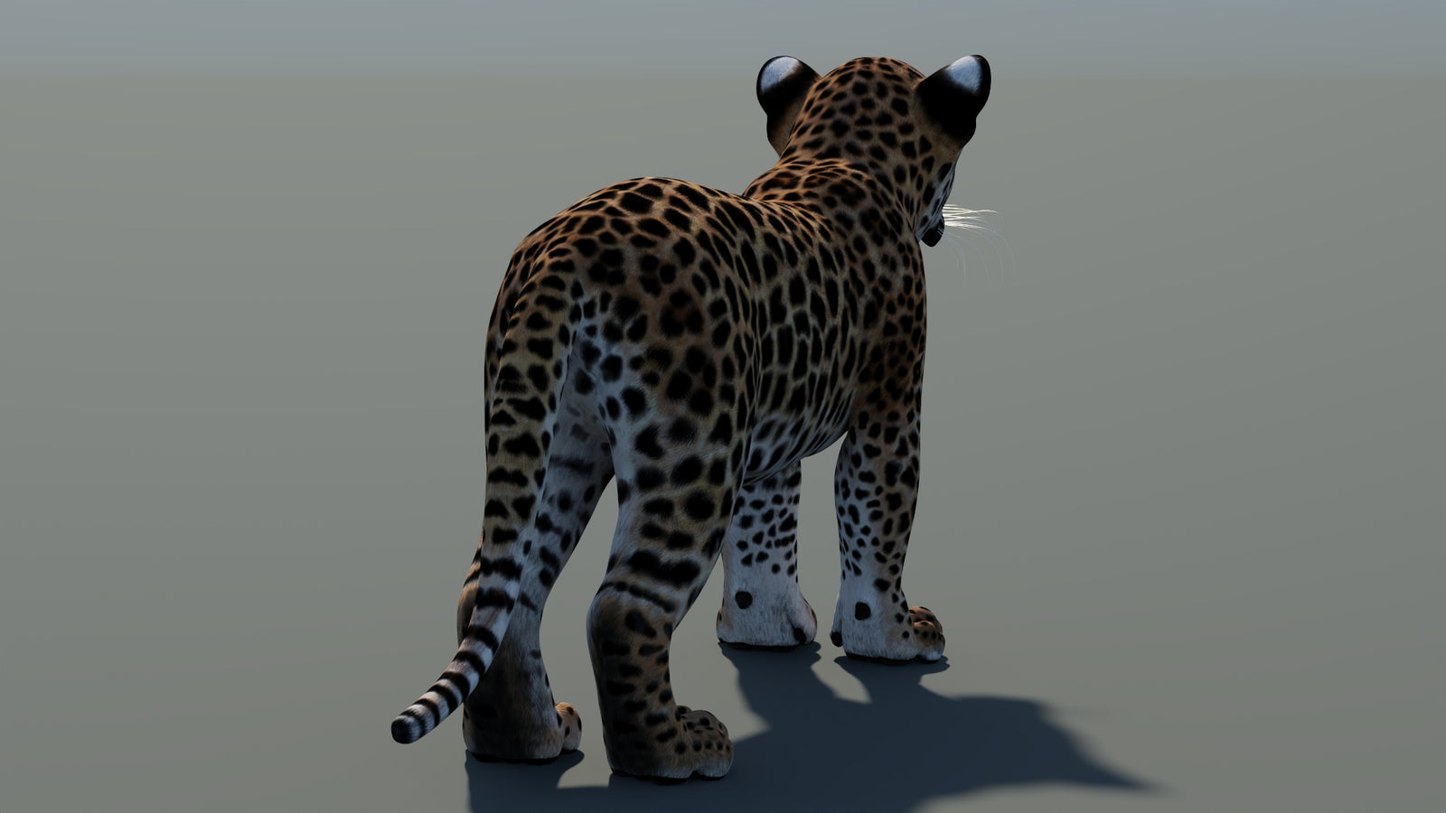 Animated Leopard Cub 3D Model 360° view 1 frame 19