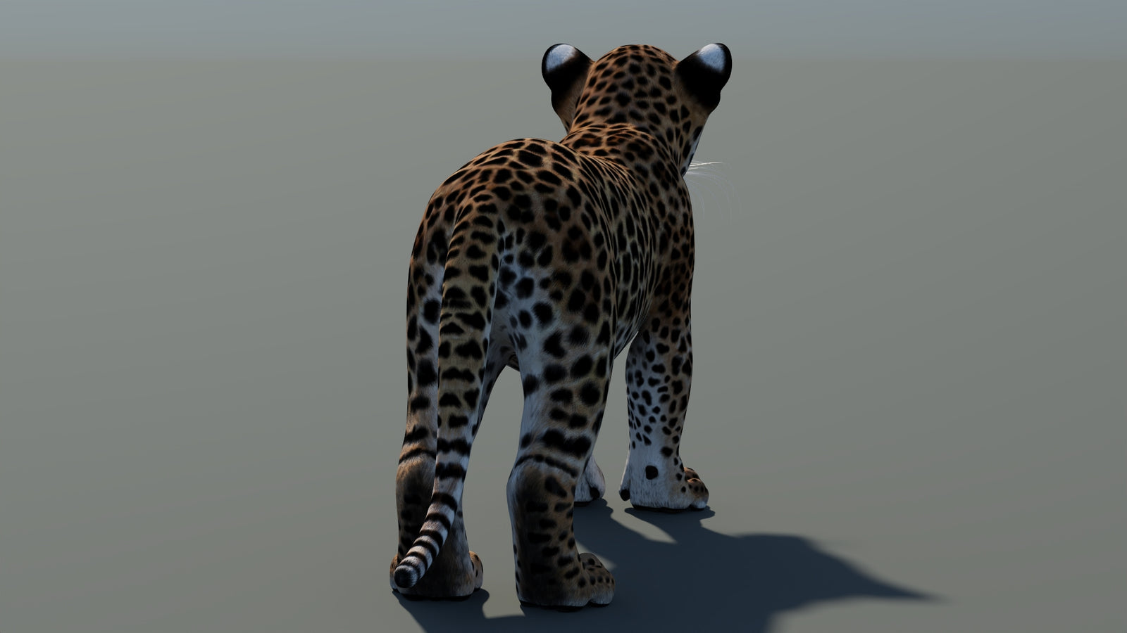 Animated Leopard Cub 3D Model 360° view 1 frame 20