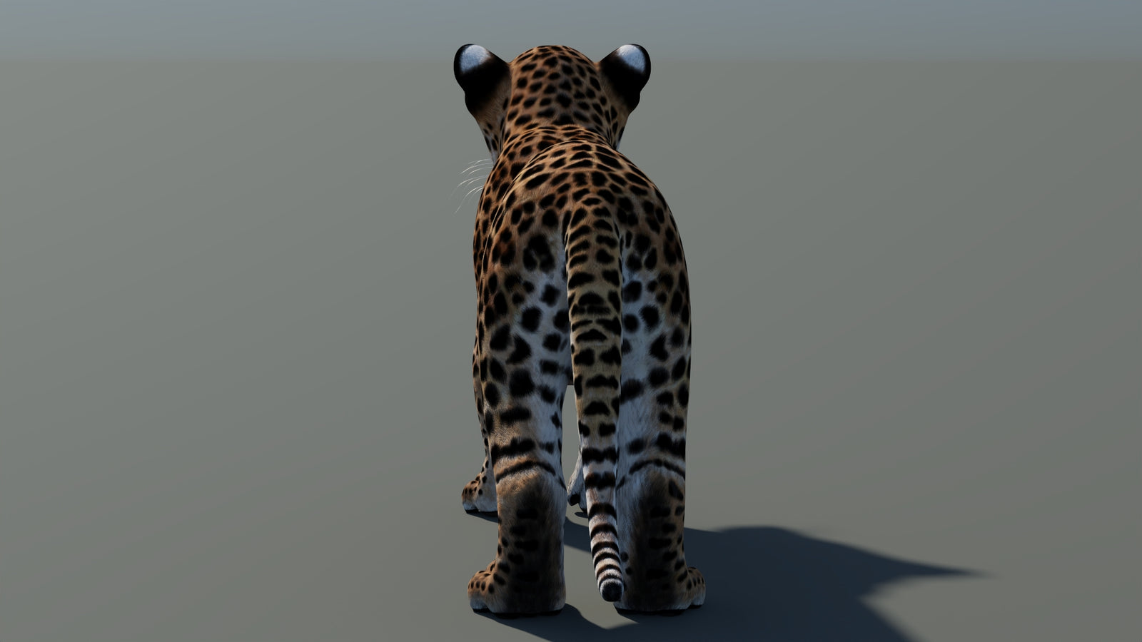 Animated Leopard Cub 3D Model 360° view 1 frame 22