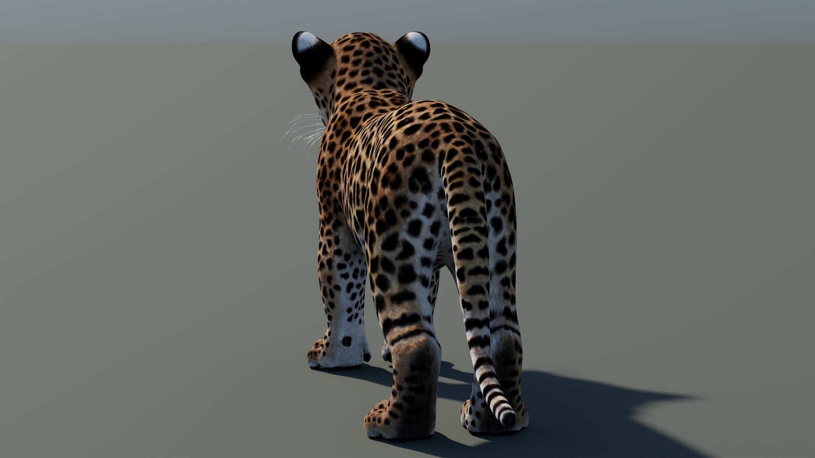 Animated Leopard Cub 3D Model 360° view 1 frame 23