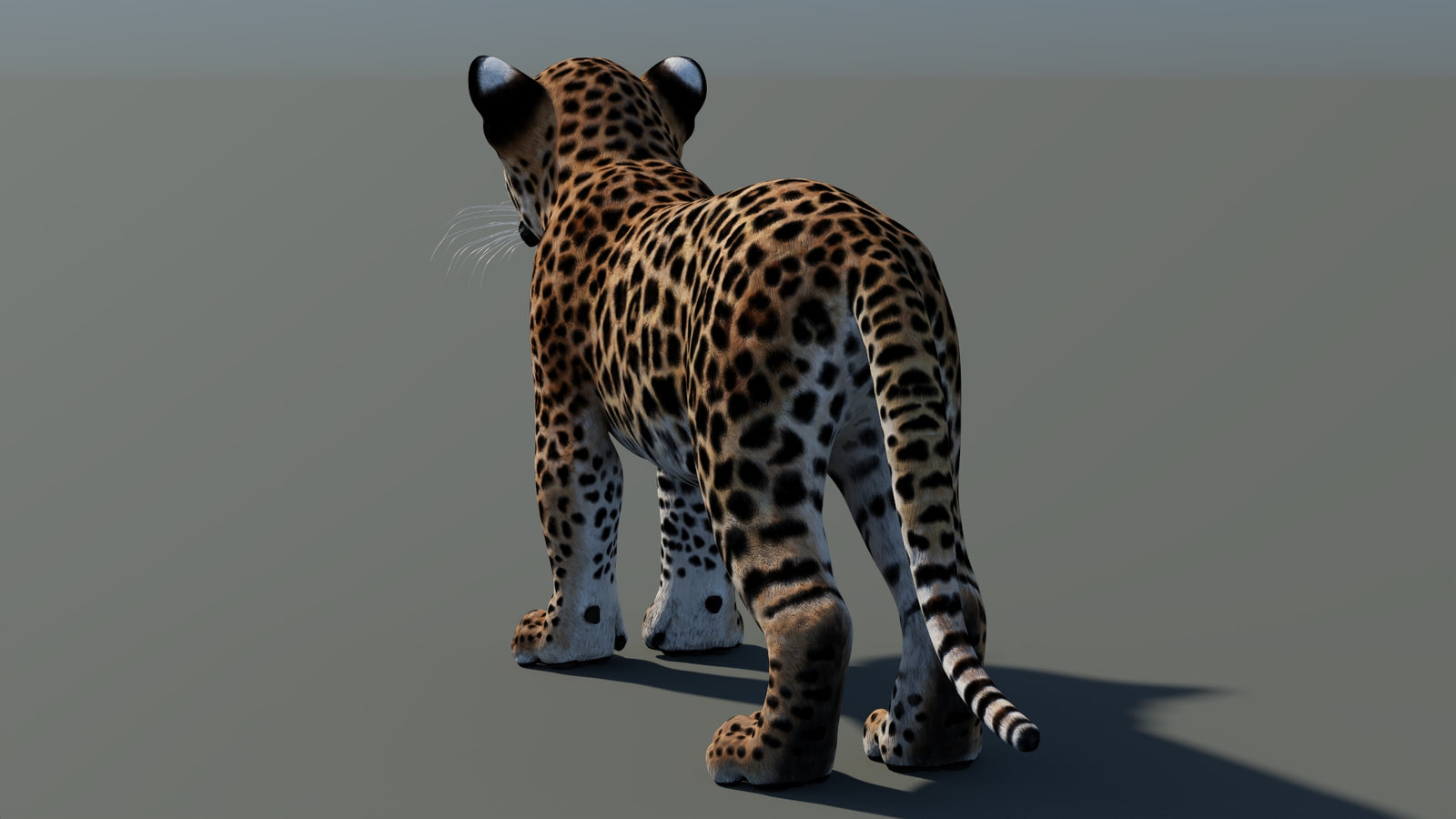 Leopard Cub 3D Model 360° view 1 frame 24
