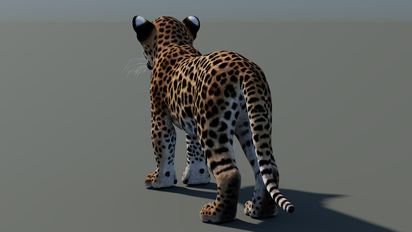360 degree view of アニメーション化されたヒョウの子の3Dモデル - Frame 24