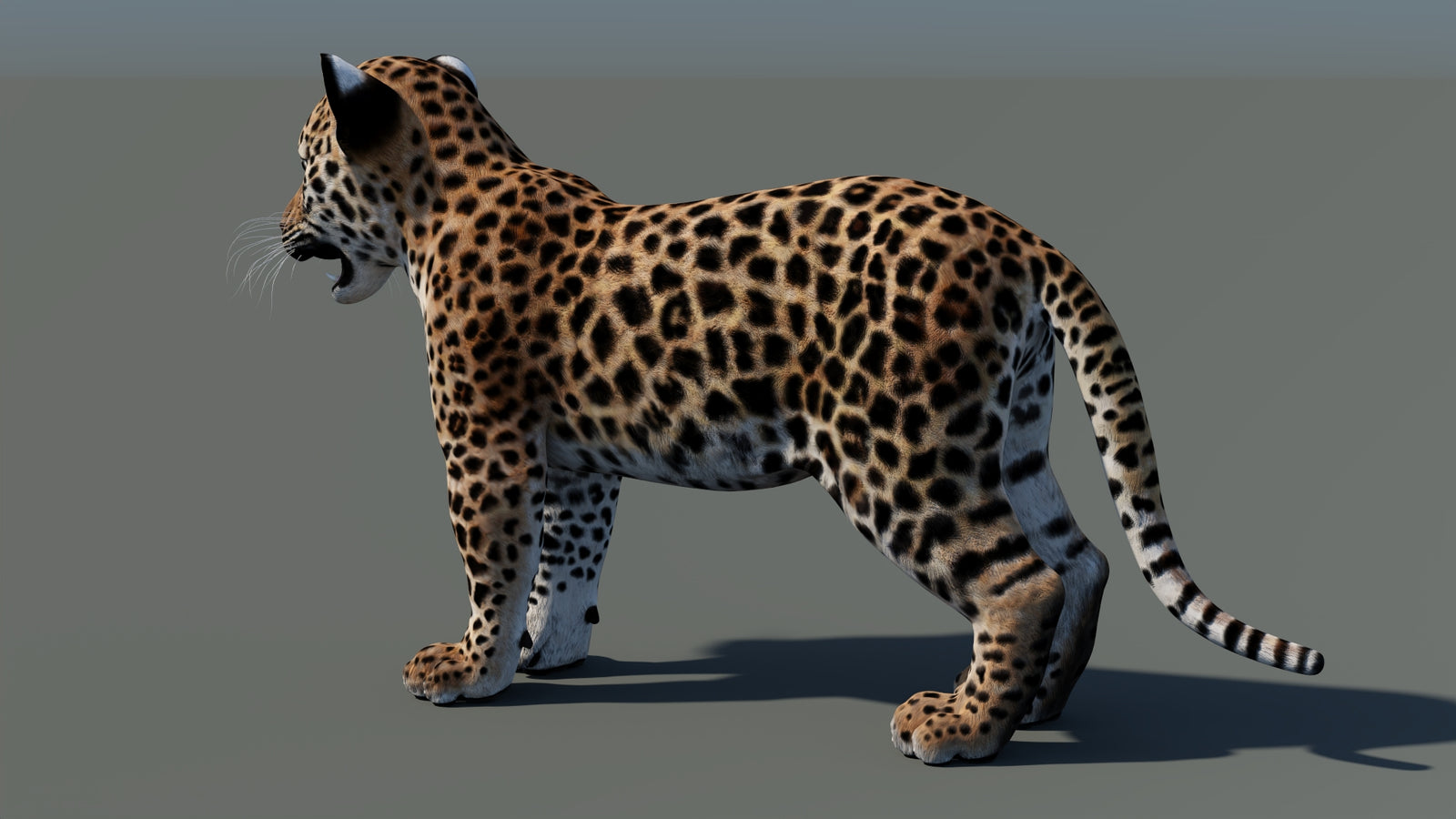 Leopard Cub 3D Model 360° view 1 frame 28