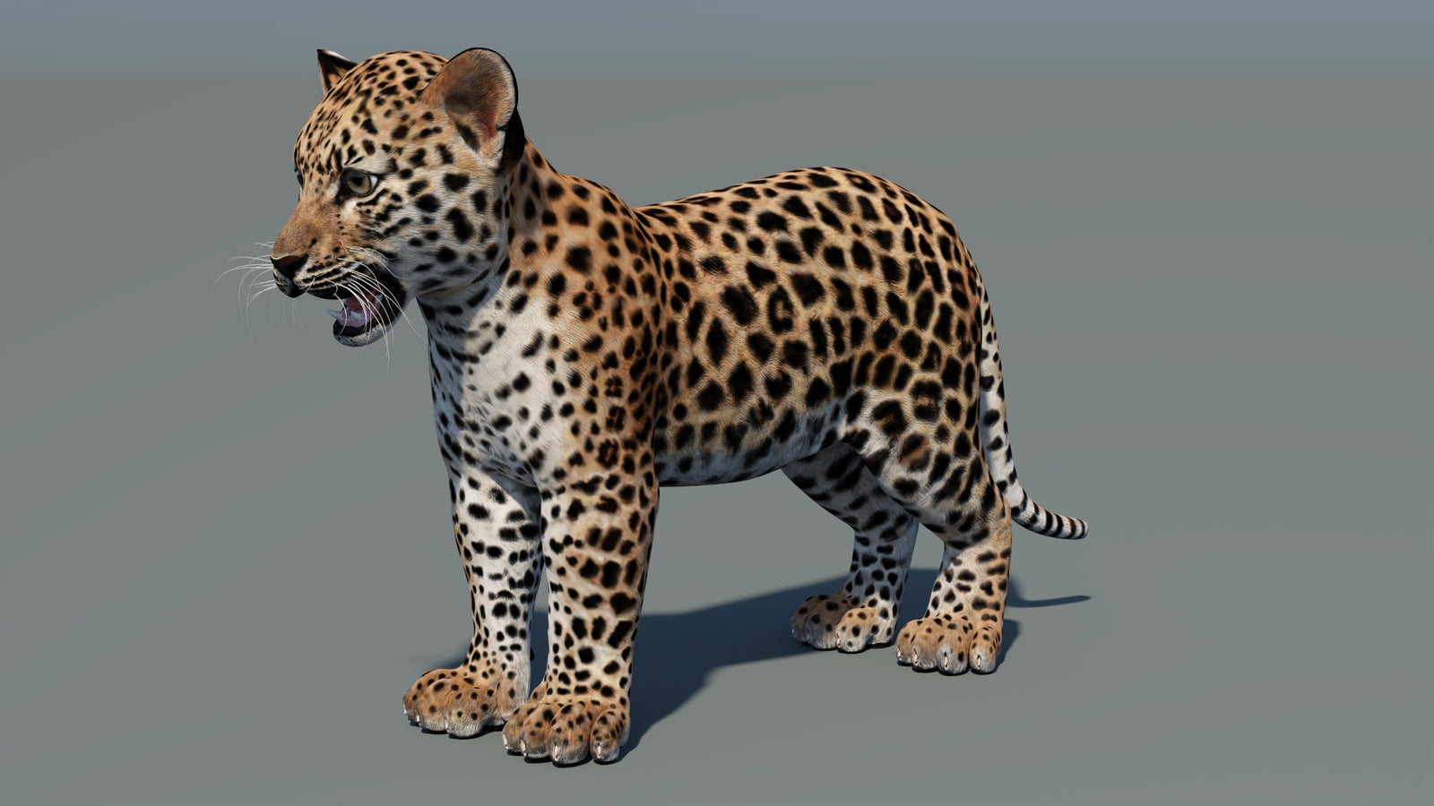 Leopard Cub 3D Model 360° view 1 frame 35