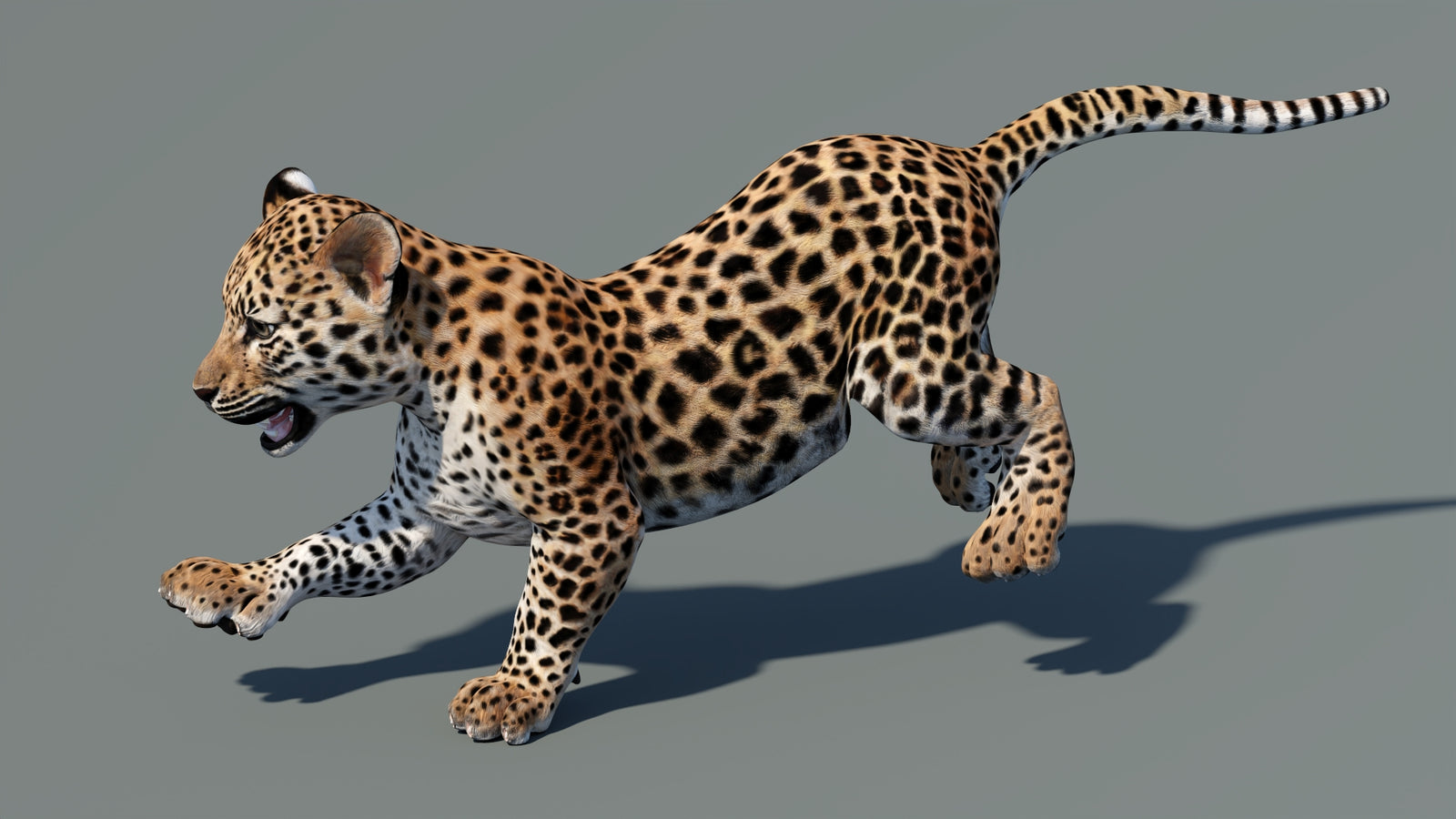 Animated Leopard Cub 3D Model 360° view 5 frame 3