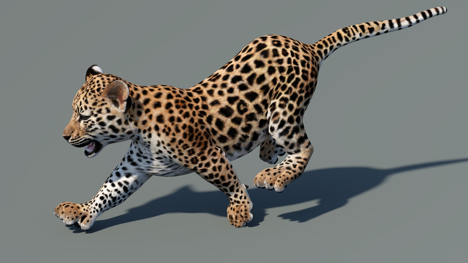 Animated Leopard Cub 3D Model 360° view 5 frame 5