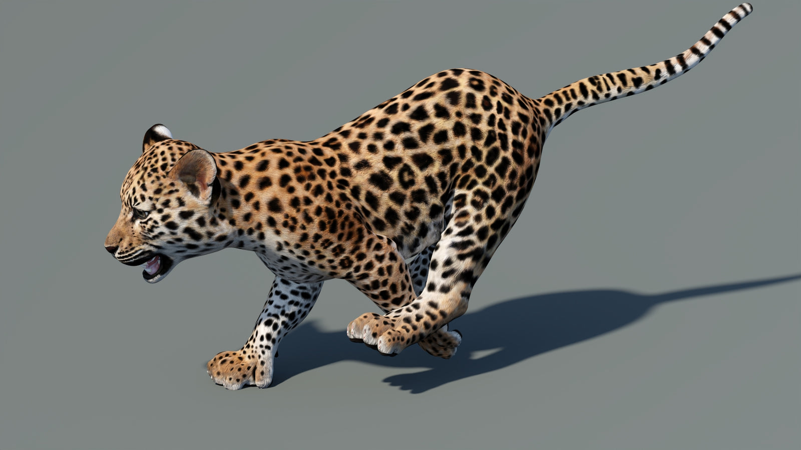 Animated Leopard Cub 3D Model 360° view 5 frame 7