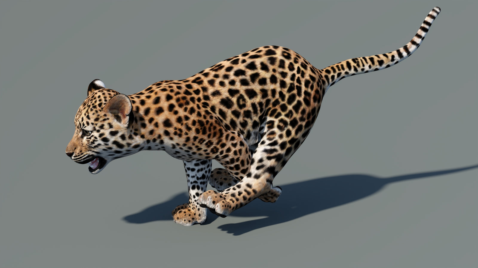 Animated Leopard Cub 3D Model 360° view 5 frame 8