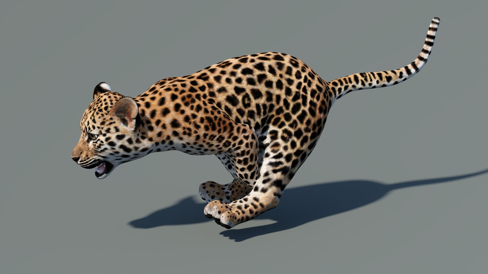 Animated Leopard Cub 3D Model 360° view 5 frame 9