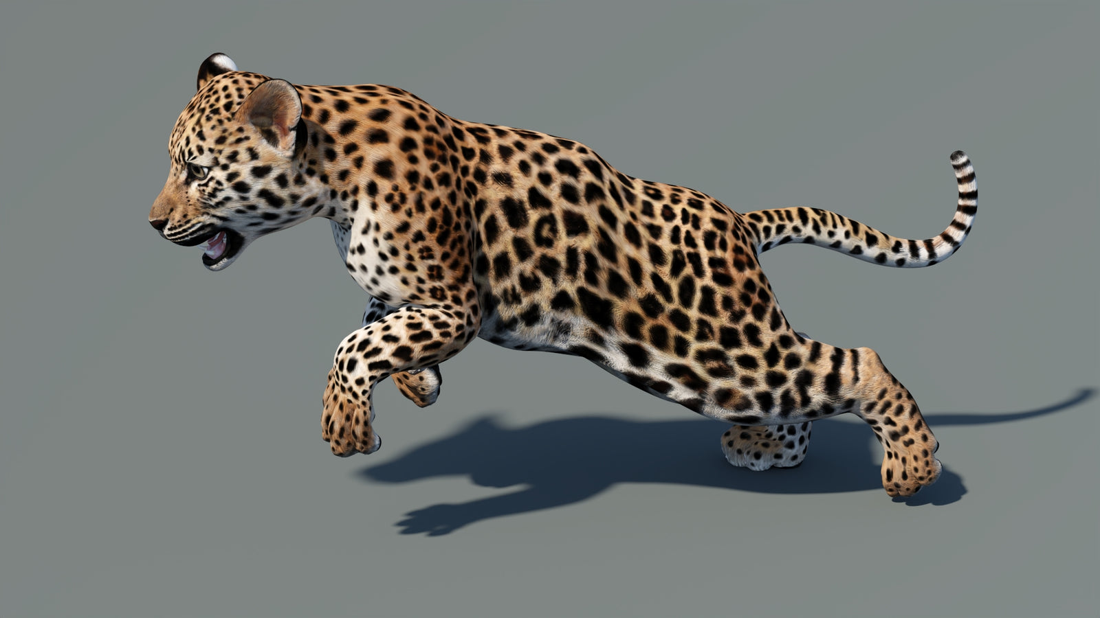 Animated Leopard Cub 3D Model 360° view 5 frame 14
