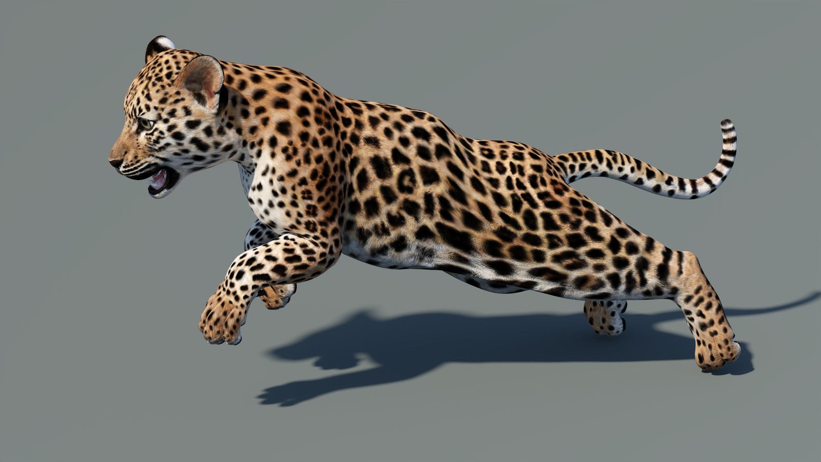 Animated Leopard Cub 3D Model 360° view 5 frame 15