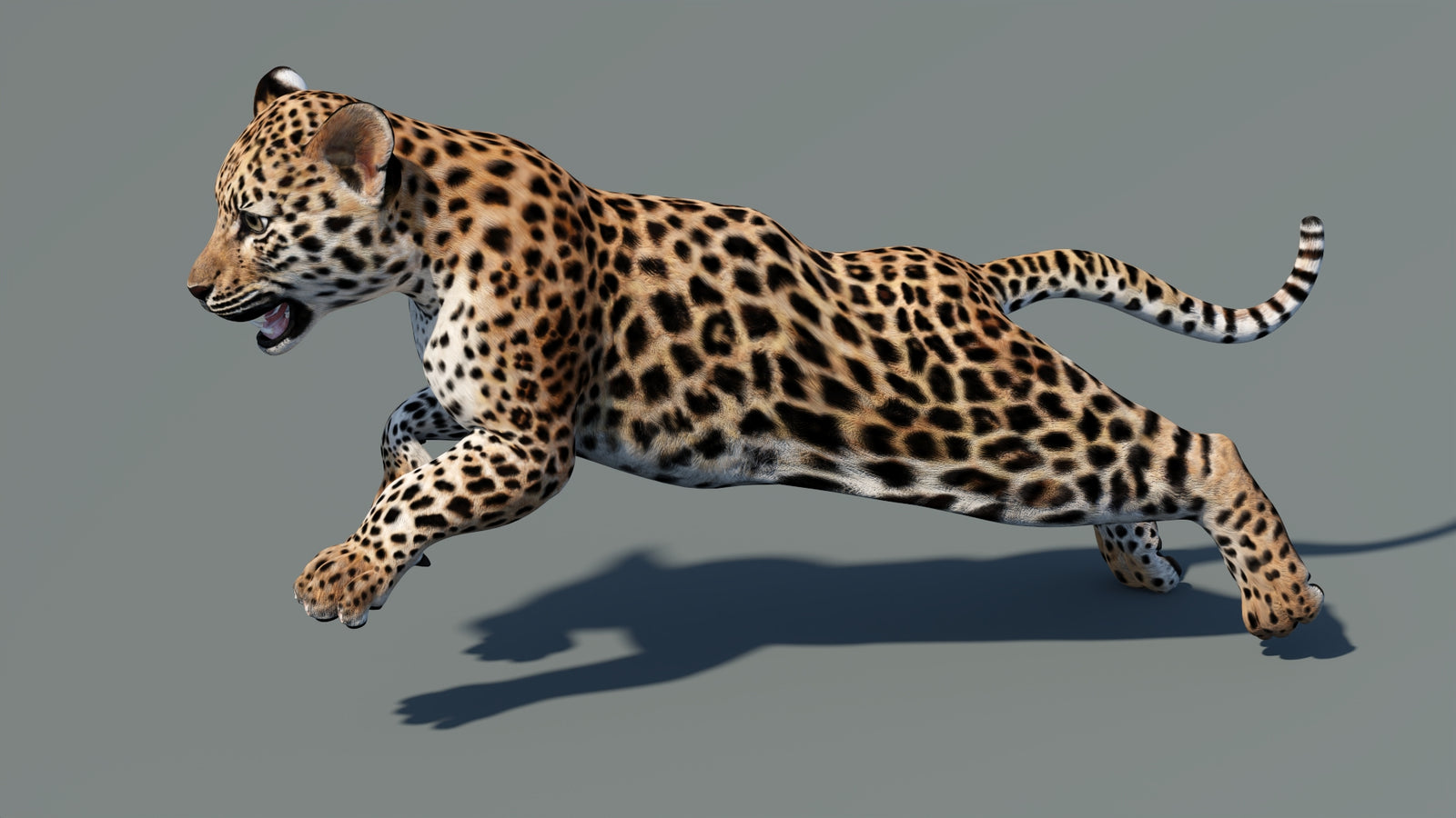 Animated Leopard Cub 3D Model 360° view 5 frame 16