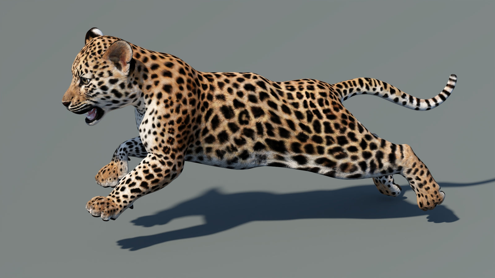 Animated Leopard Cub 3D Model 360° view 5 frame 17