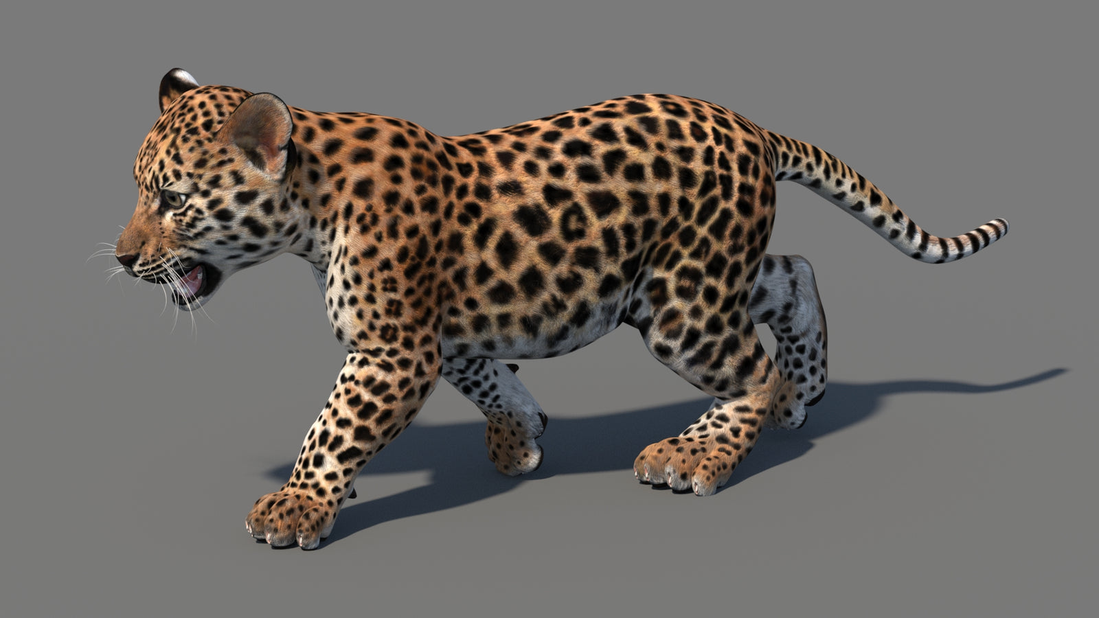 Animated Leopard Cub 3D Model 360° view 4 frame 2