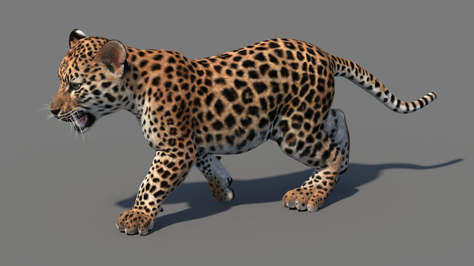 Animated Leopard Cub 3D Model 360° view 4 frame 3