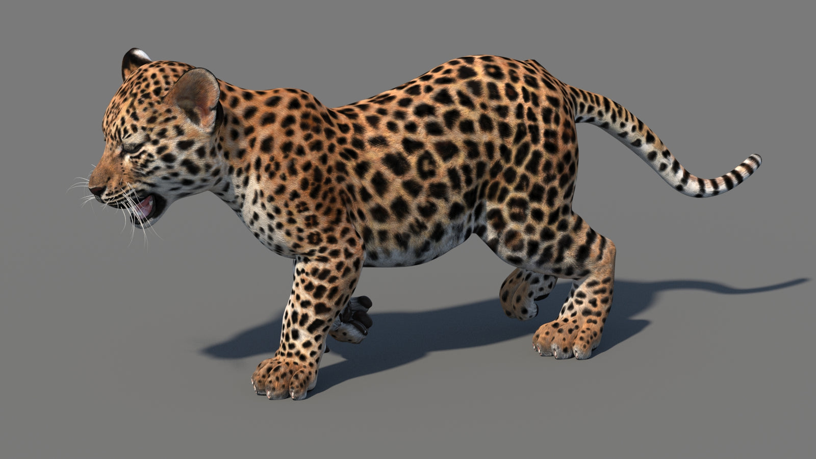 Animated Leopard Cub 3D Model 360° view 4 frame 6
