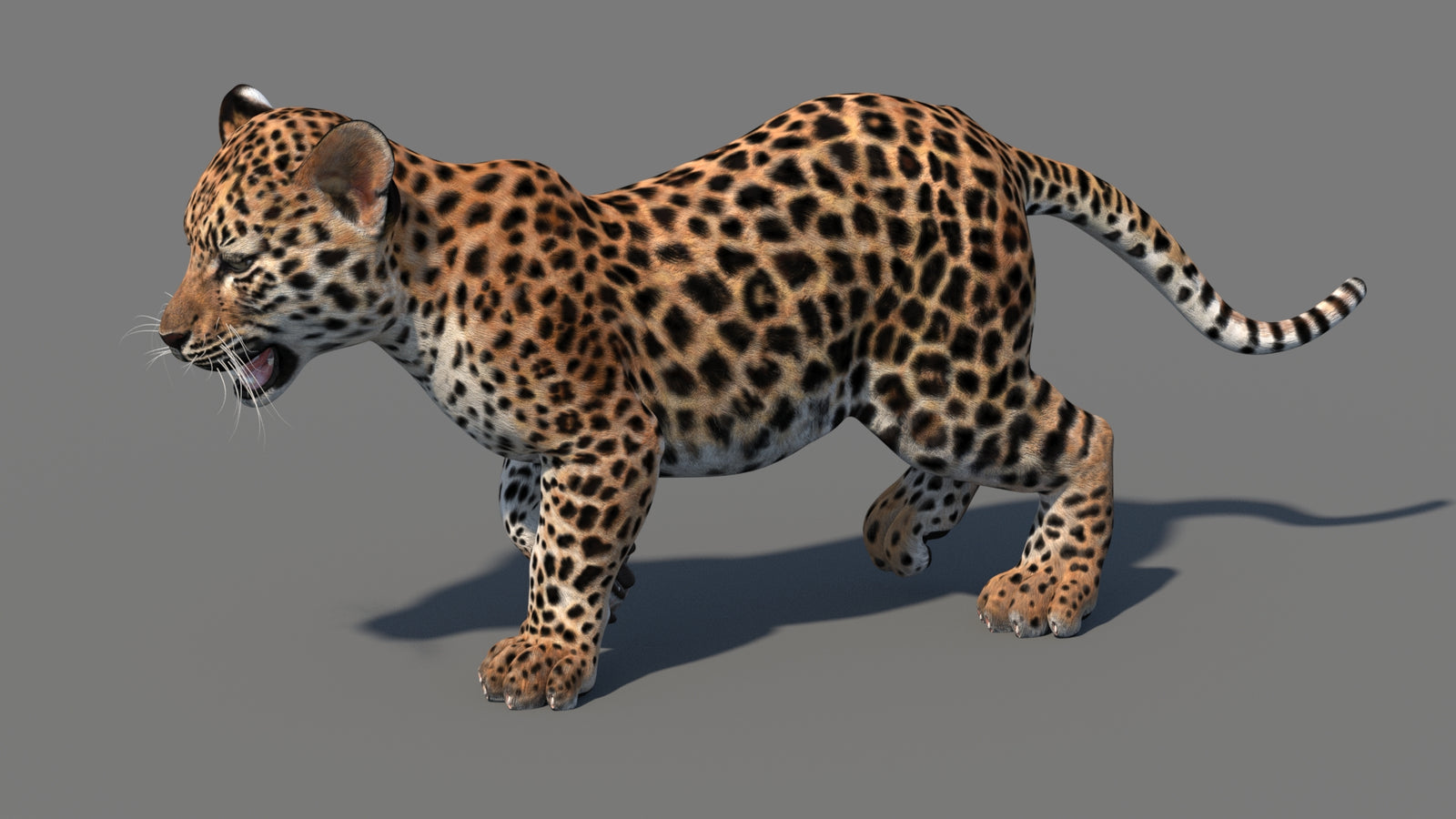 Animated Leopard Cub 3D Model 360° view 4 frame 7